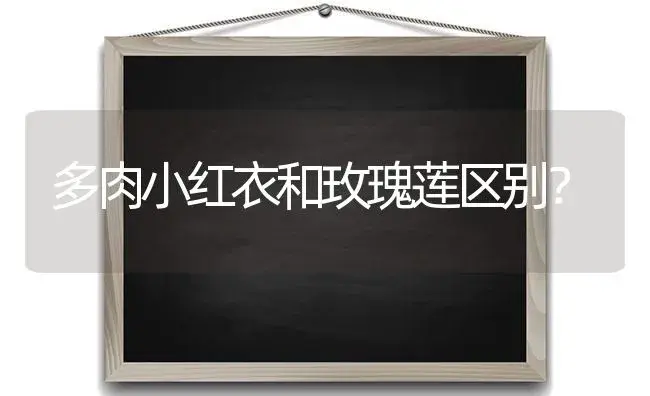 多肉小红衣和玫瑰莲区别？ | 多肉养殖