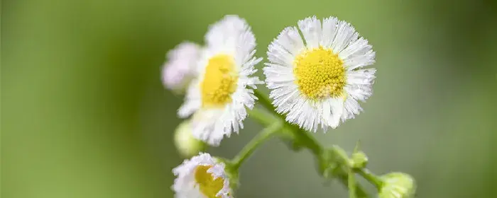 小雏菊花语象征与寓意 小雏菊有什么花语