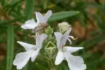 迷迭香什么时候开花，迷迭香花语有哪些？