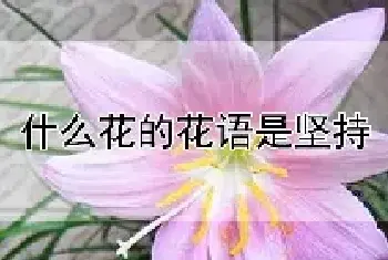 什么花的花语是坚持