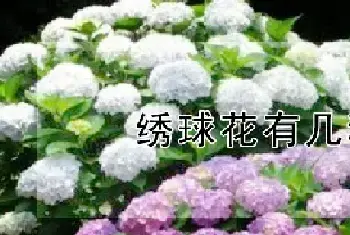 绣球花有几种颜色