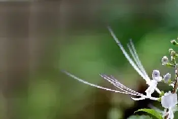 猫须草种苗繁殖及肥水管理技术