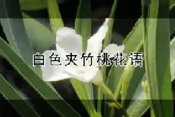 白色夹竹桃花语