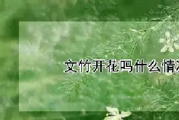 文竹开花吗什么情况下开花啊