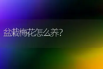 盆栽梅花怎么养？