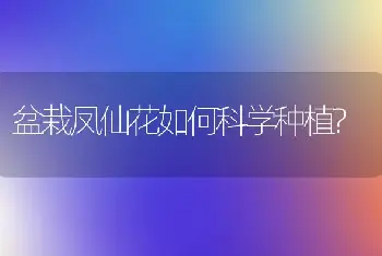 盆栽凤仙花如何科学种植?