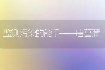 监测污染的能手――唐菖蒲