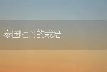 泰国牡丹的栽培