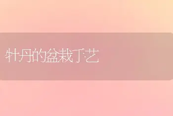 牡丹的盆栽手艺