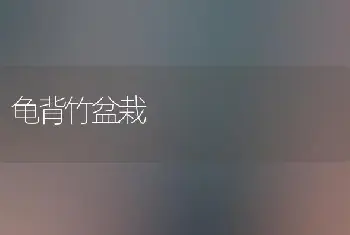 龟背竹盆栽