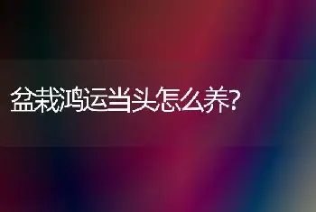 盆栽鸿运当头怎么养？