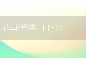 花草的种类：仙客来