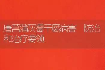 唐菖蒲灰霉干腐病害 防治和治疗要领