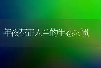 年夜花正人兰的生态习惯