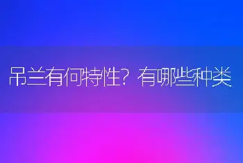 吊兰有何特性？有哪些种类