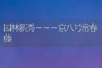 园林新秀～～～京八号常春藤