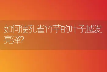 如何使孔雀竹芋的叶子越发亮泽？