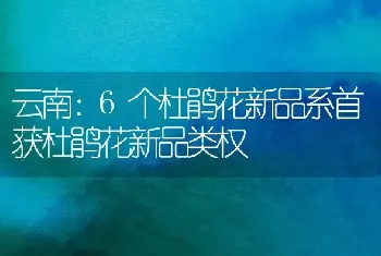 云南：6个杜鹃花新品系首获杜鹃花新品类权