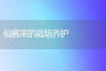 仙客来的栽培养护