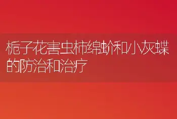 栀子花害虫柿绵蚧和小灰蝶的防治和治疗