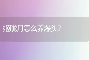 姬胧月怎么养爆头？