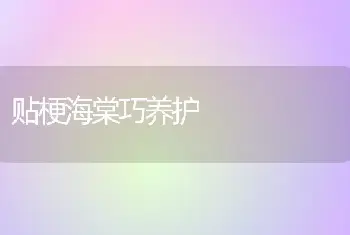 贴梗海棠巧养护