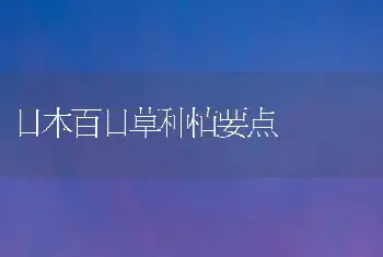 日本百日草种植要点