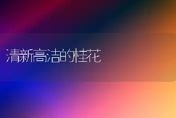 清新高洁的桂花