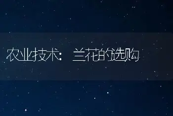 农业技术:兰花的选购