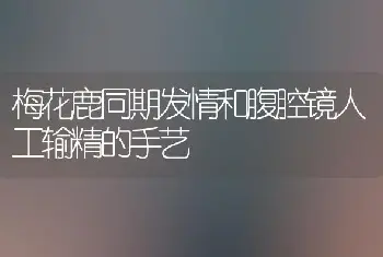 梅花鹿同期发情和腹腔镜人工输精的手艺