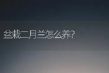 盆栽二月兰怎么养？