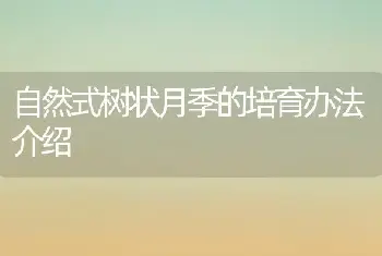 自然式树状月季的培育办法介绍