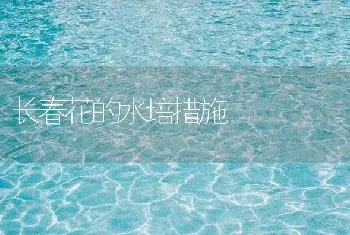 长春花的水培措施