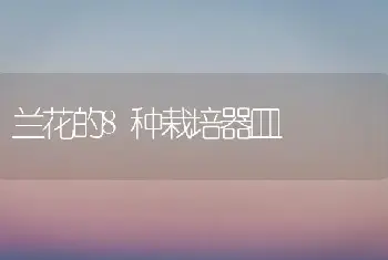 兰花的8种栽培器皿