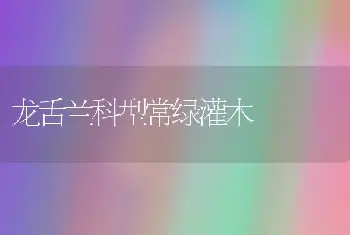 龙舌兰科型常绿灌木