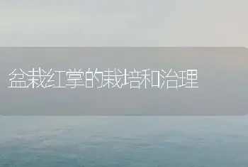 盆栽红掌的栽培和治理