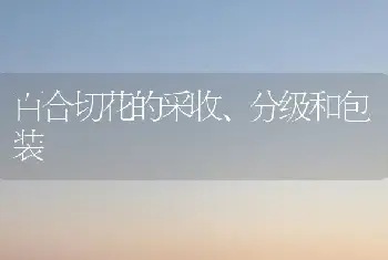 百合切花的采收、分级和包装