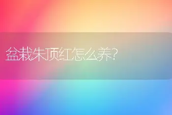 盆栽朱顶红怎么养？