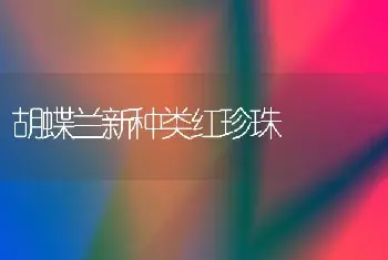 胡蝶兰新种类红珍珠