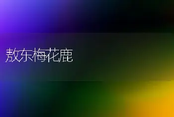 敖东梅花鹿