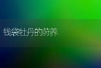 钱袋牡丹的莳养