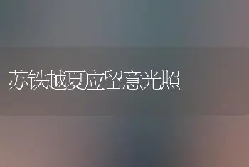 苏铁越夏应留意光照