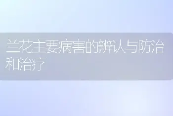 兰花主要病害的辨认与防治和治疗