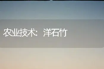 农业技术:洋石竹