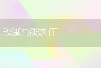 玫瑰咋采收加工