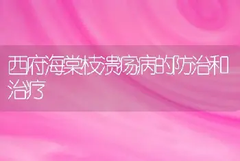 西府海棠枝溃疡病的防治和治疗