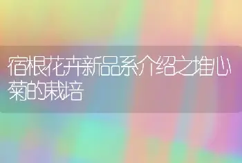 杭州桂花优异品系：玉帘银丝桂