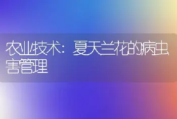 农业技术:夏天兰花的病虫害管理