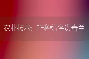 农业技术:咋种好名贵春兰