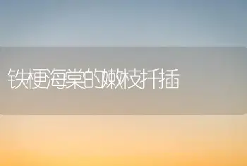 铁梗海棠的嫩枝扦插